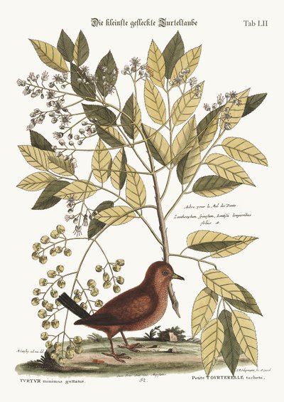 地鳩、1749-73 作： Mark Catesby